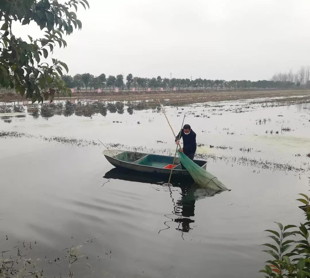 撒虾苗.jpg 撒虾苗.jpg